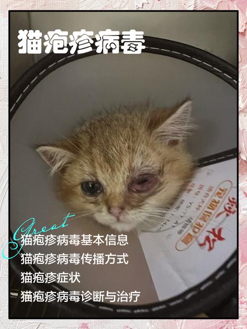 猫疱疹传染人吗