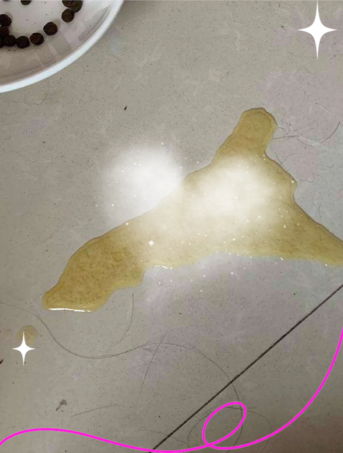 猫咪吐黄水第二天死了