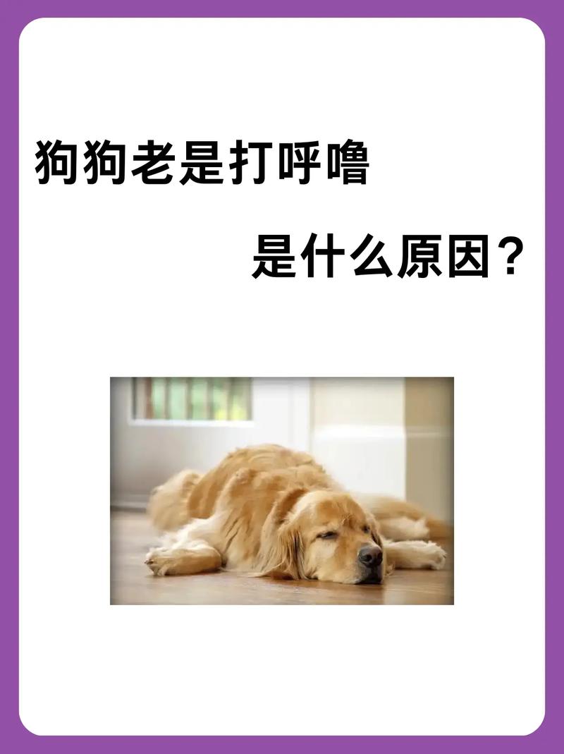 狗狗呼吸像打呼噜一样是怎么回事?