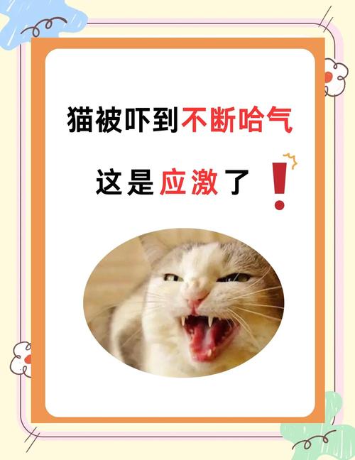 猫被打后哈气威胁人怎么办