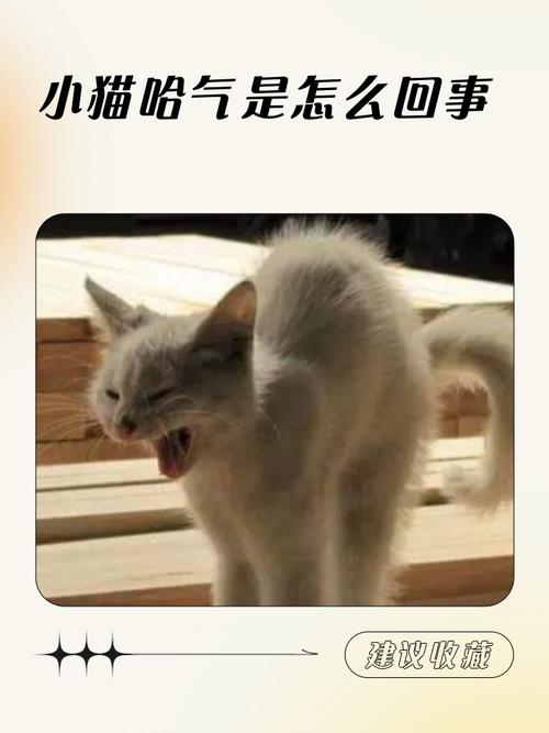 冲人哈气的猫不好养吗