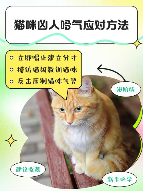 猫咪对主人哈气是什么意思