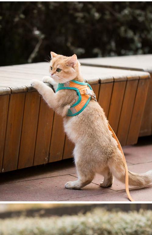 猫咪需要带出去溜吗