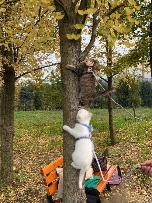 猫能带出去溜吗