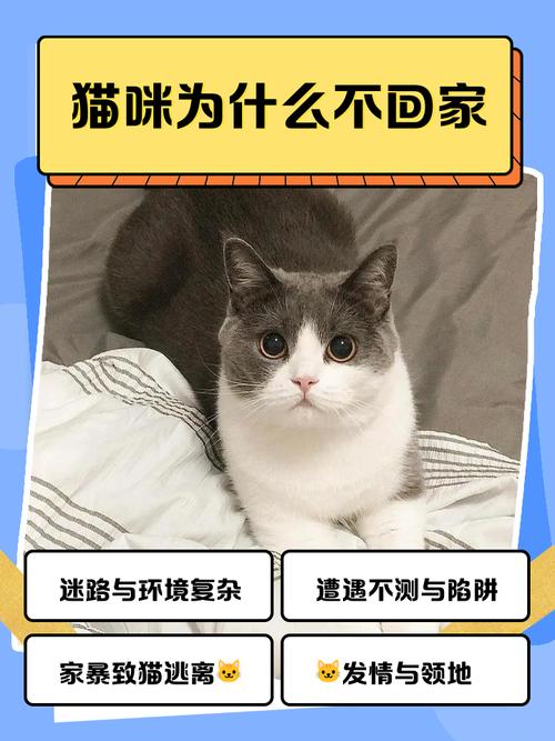 从没养过猫,一直有个疑问。猫可以像狗一样牵出去溜溜吗(我的猫可以出门...
