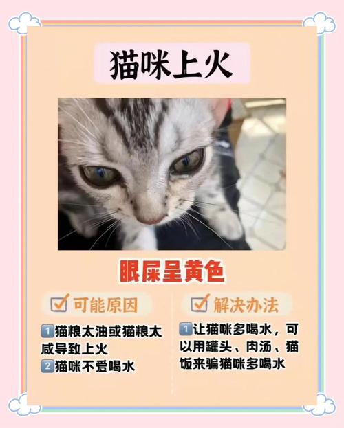 猫咪眼角有较多黄色的眼屎是怎么回事