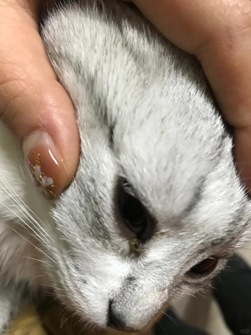 幼猫为啥每天都有眼屎