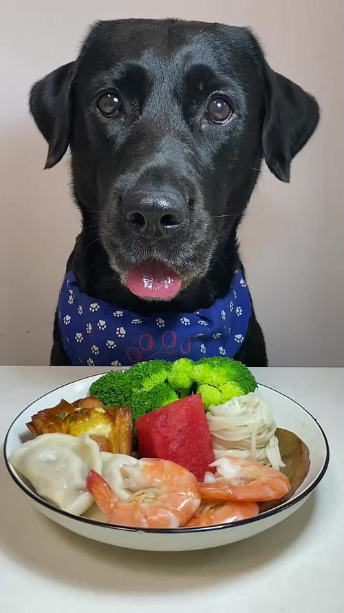 狗吃牛肉的好处和坏处