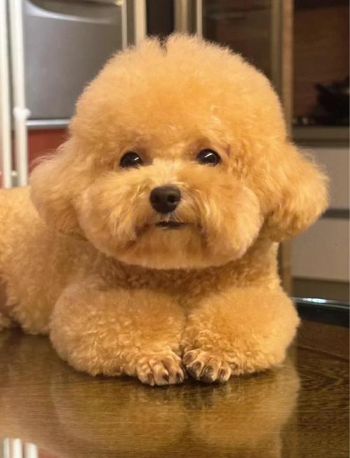 又小又胖的狗狗品种