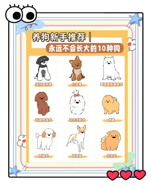 有哪些比较乖巧的小型犬品种推荐?