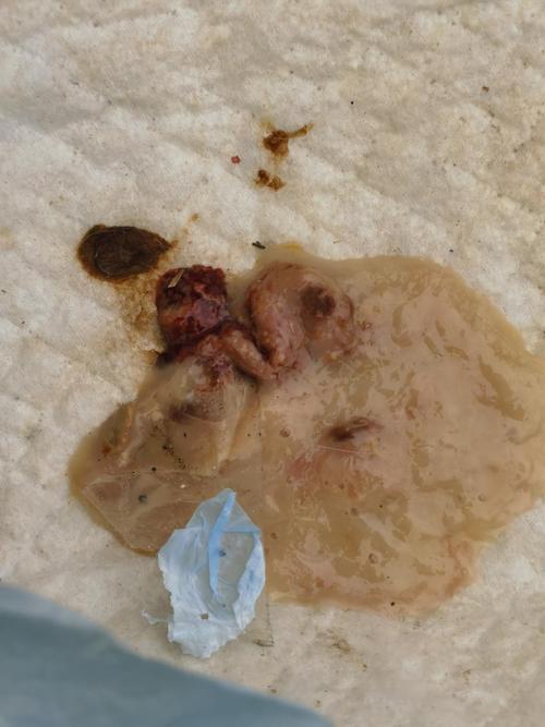 狗狗吐白沫拉稀的不同病因和治疗方法