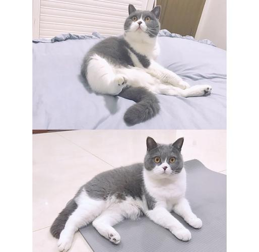 英短蓝白猫猫认主人吗