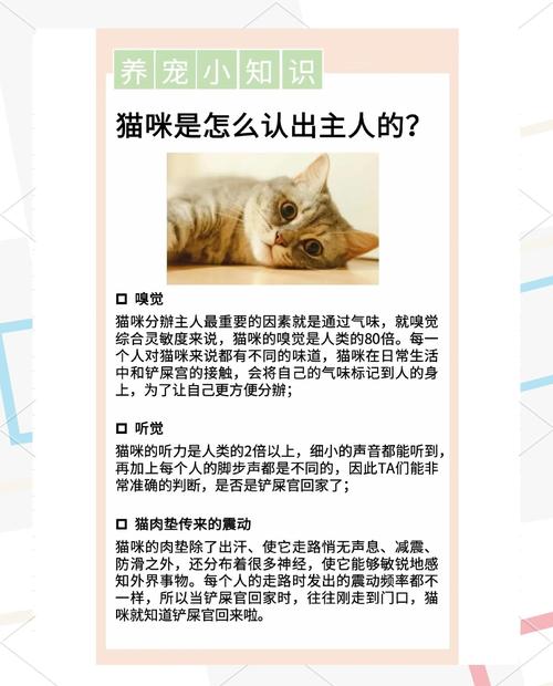 领养猫咪还会认主人吗为什么