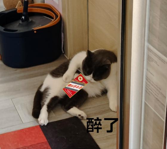 猫咪不小心喝了一点酒