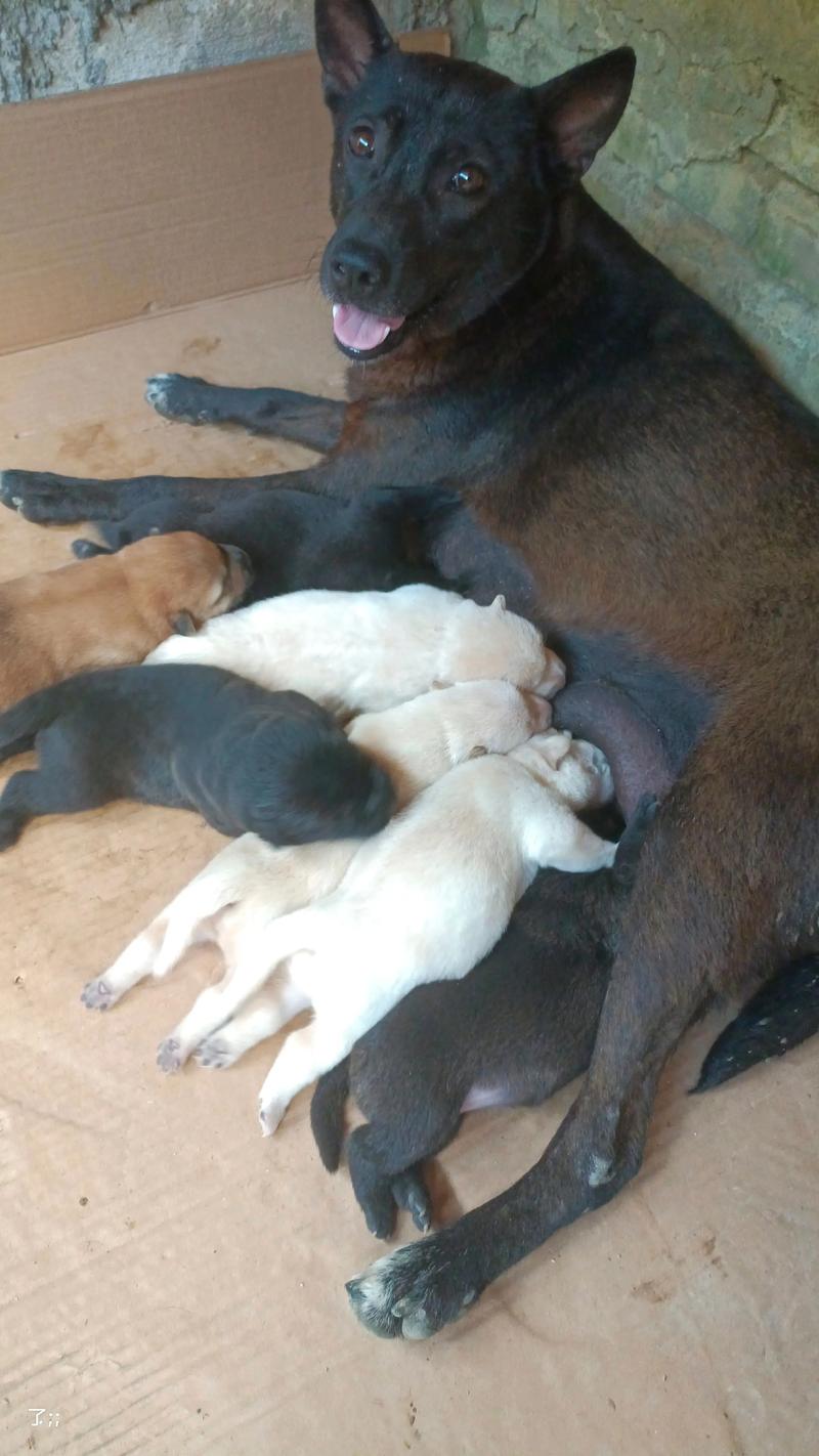 土狗怀孕后几个月生小狗?