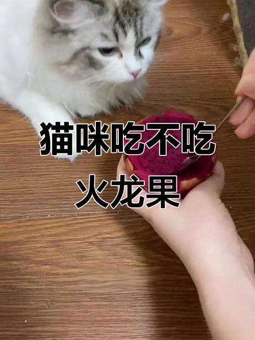 猫咪吃火龙果会有哪些好处?