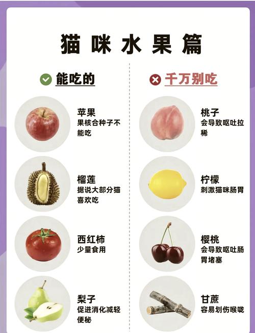 猫咪能吃火龙果吗,猫咪不能吃哪些食物