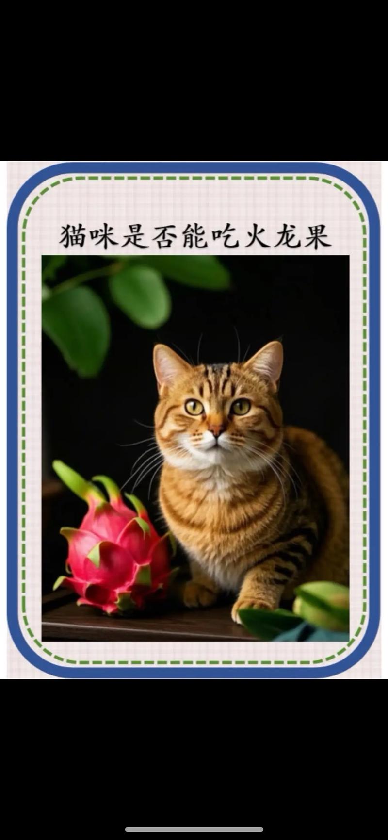 为什么猫咪要吃火龙果