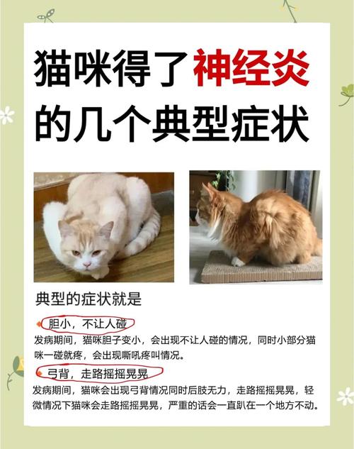 如何判断猫得了神经病