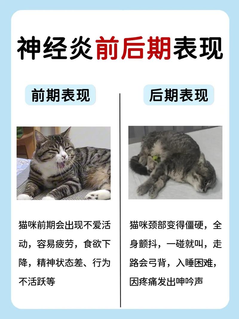 猫咪压迫神经会导致什么问题?