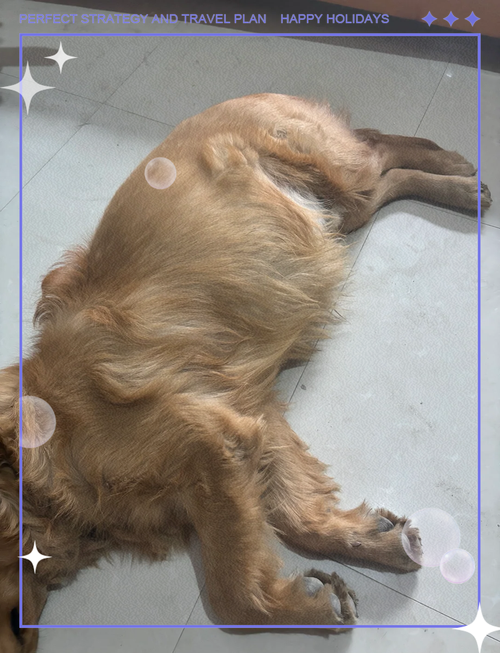 狗狗腹部积水吃什么药