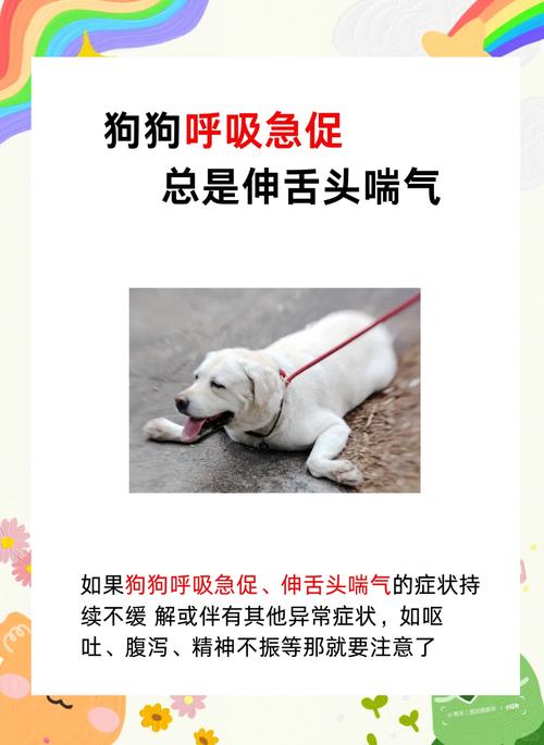 为什么狗狗老是打抖