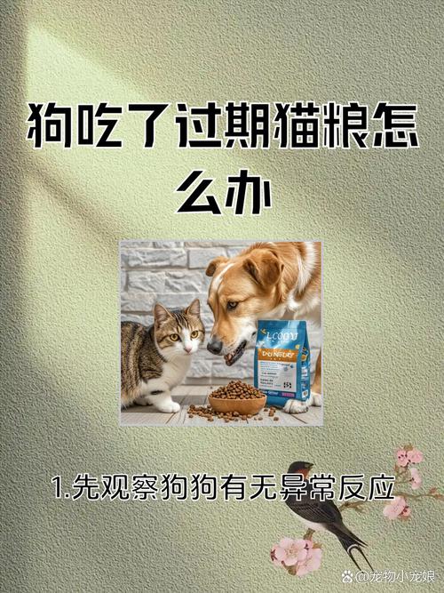 狗狗误食猫粮该怎么处理?