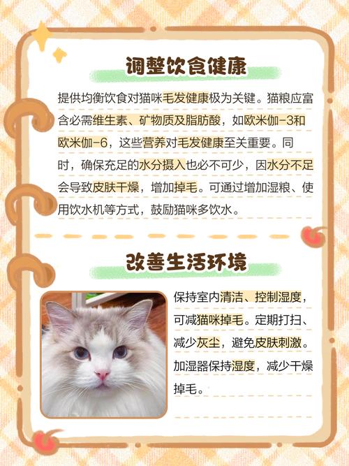 流浪猫掉一块毛怎么处理