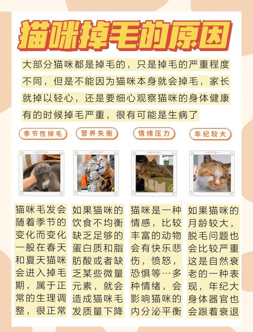 猫咪毛发结块怎么办(猫咪脱毛一块块怎么办)