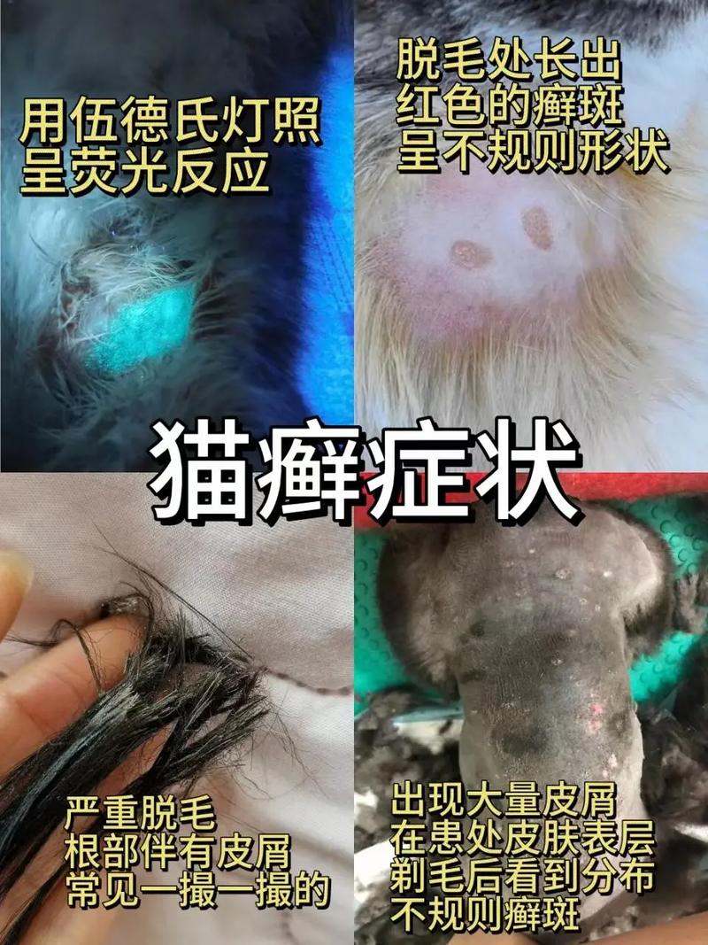 猫咪得了猫藓怎么办?