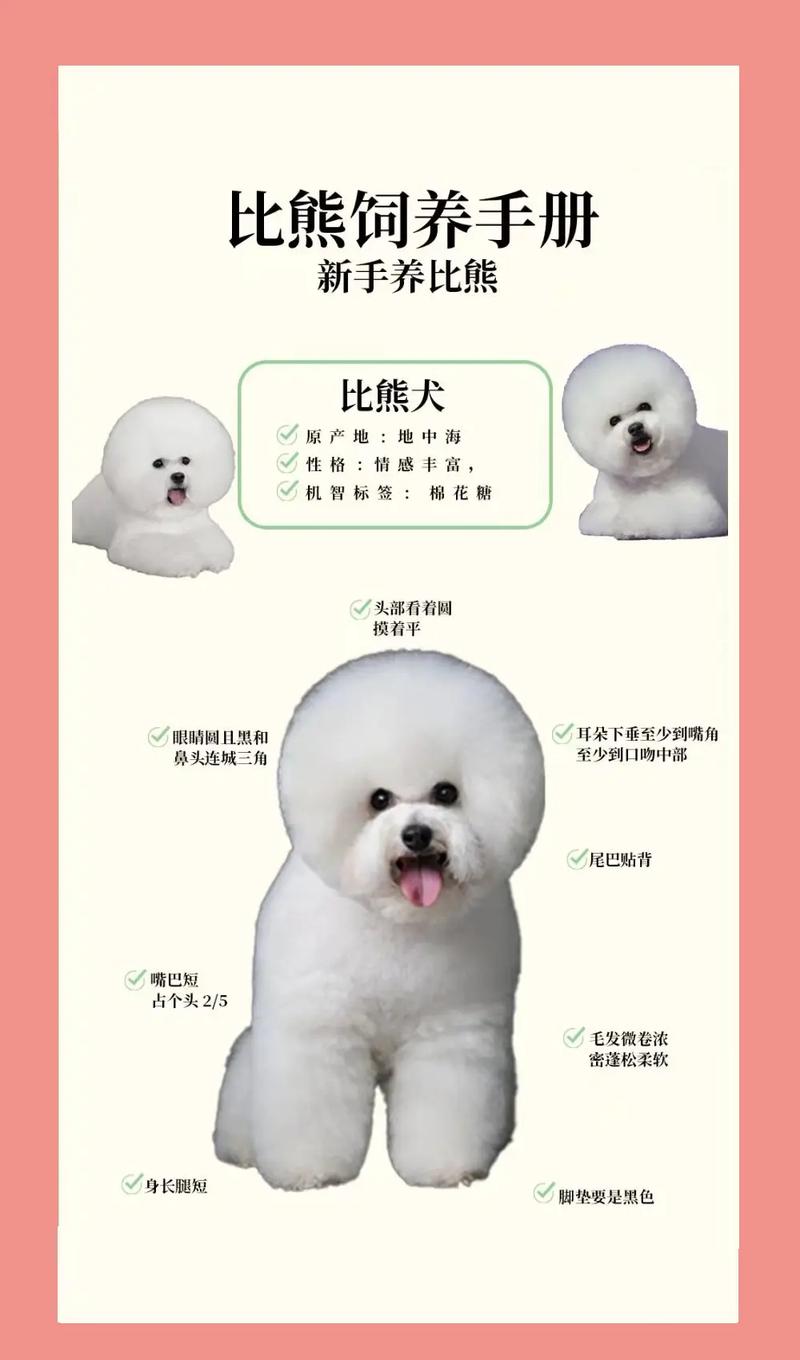 怎么养40几天的比熊啊