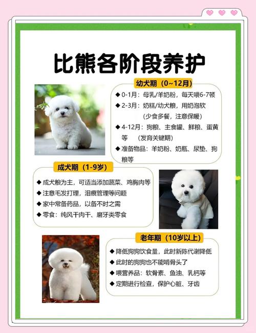 四十多天的狗狗吃什么,40天的狗狗怎么养?