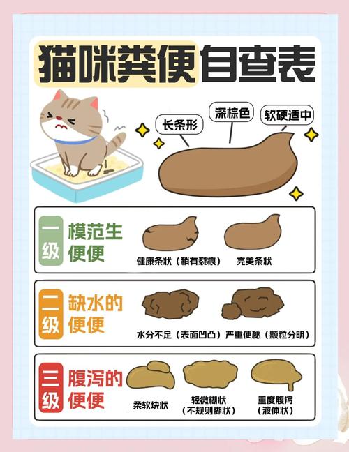 猫吃完东西多久拉屎