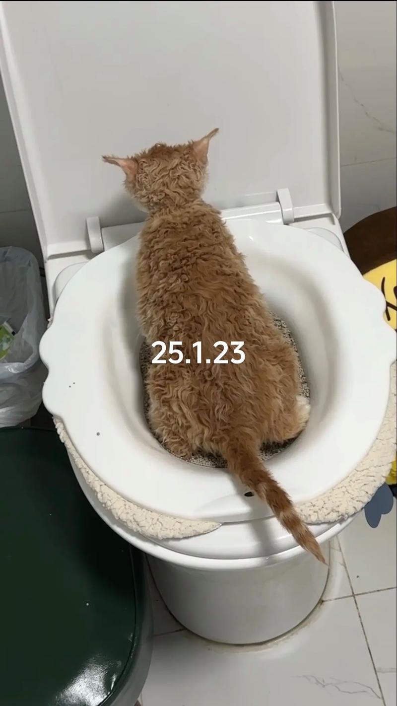 猫咪多久上一次厕所