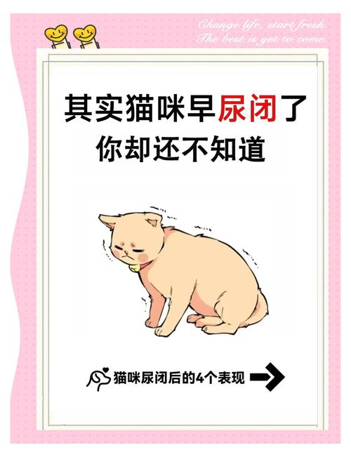 猫咪什么时候大小便