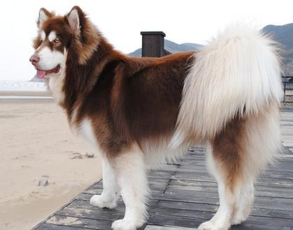 请问狗狗几个月大算成犬了?