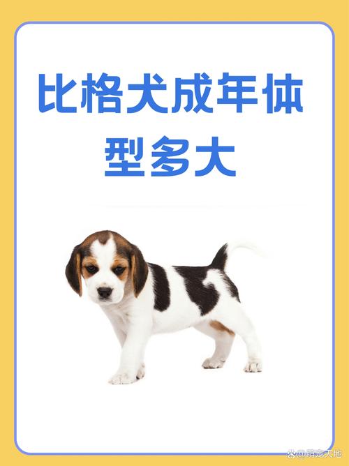 狗狗长到多大才算成犬?