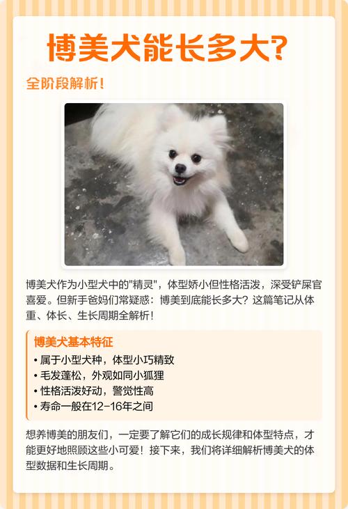 请问狗狗几个月大算成犬了