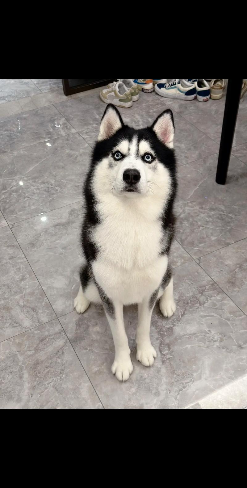 二哈和哈士奇是一种狗吗?