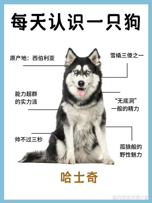 二哈狗是什么东西