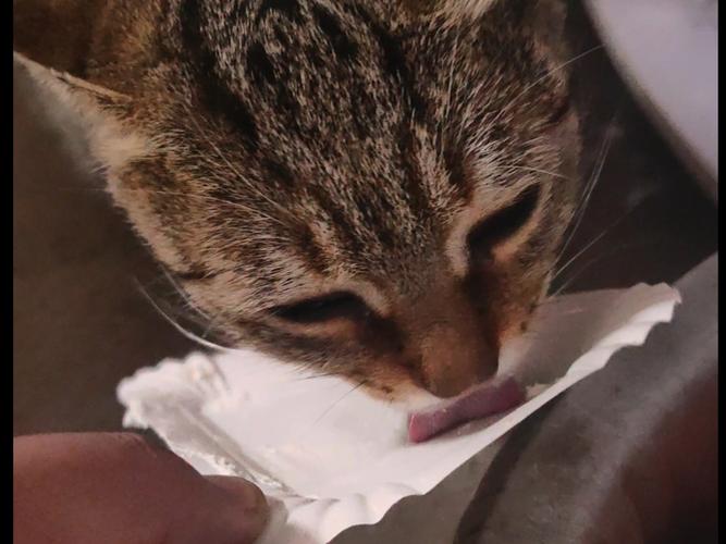 猫吃了奶油怎么补救