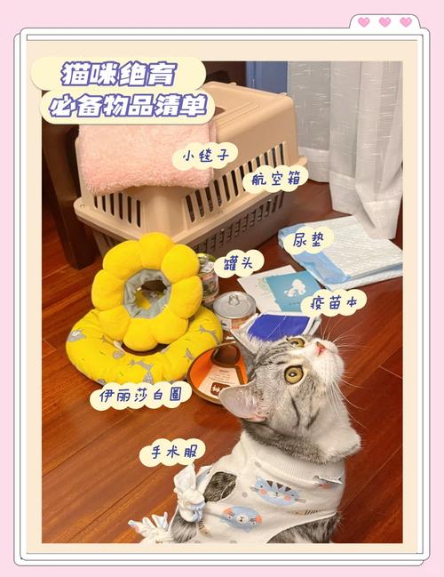 母猫绝育前准备什么