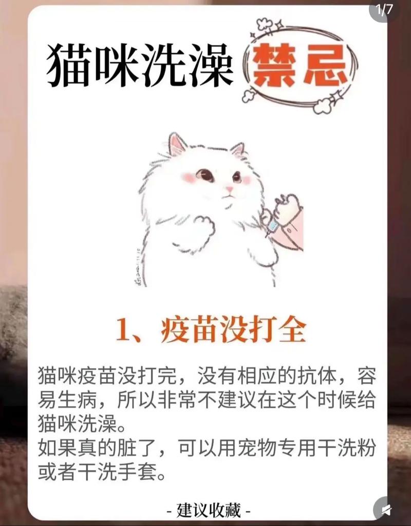 猫咪绝育前需要洗澡吗