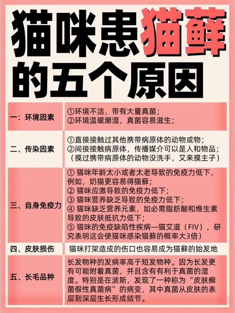 猫咪为啥会得猫藓