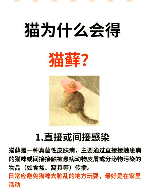 为什么猫咪会得猫癣啊?