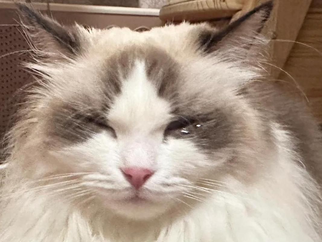 猫吃喝正常就是打喷嚏流眼泪