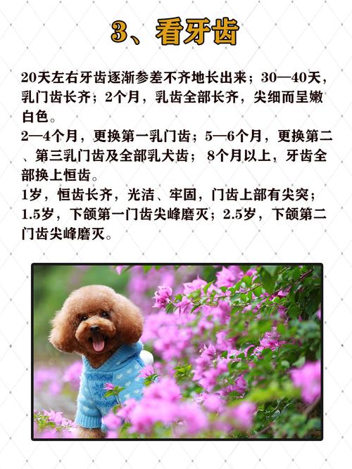 泰迪狗的年龄怎么计算?