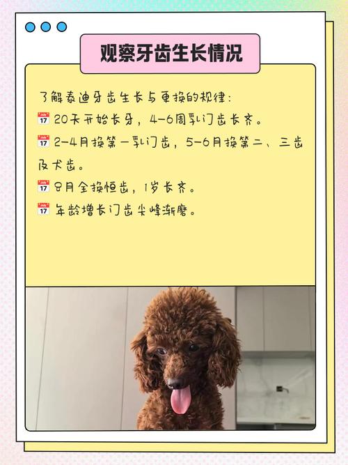 泰迪犬的岁数怎么算年龄怎么算