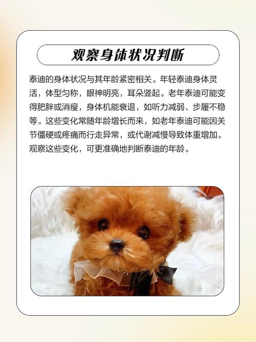 怎么看泰迪多大年龄