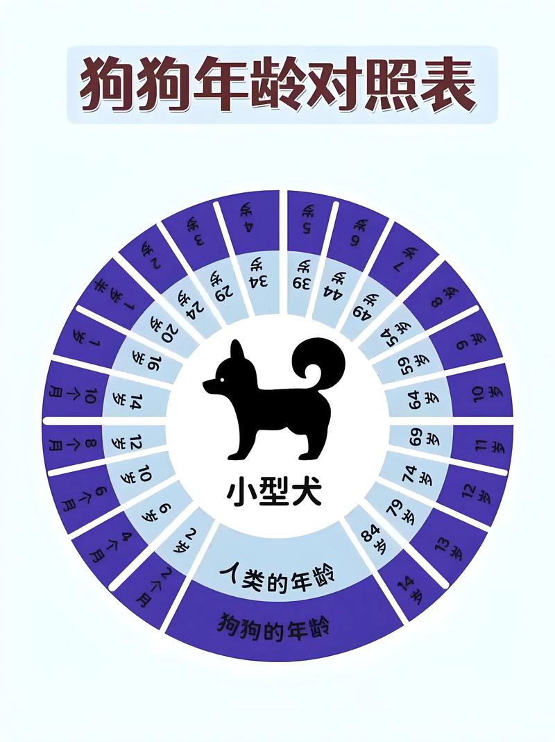 怎么判断泰迪的年龄呢?